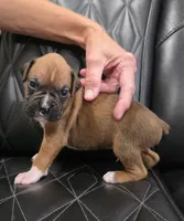 Remi, a male Boxer for sale in Camdenton, MO – 3 of 9