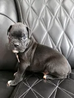 Milo, a male Boxer for sale in Camdenton, MO – 2 of 10