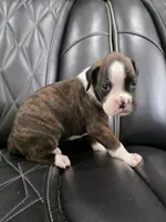 Marlee, a female Boxer for sale in Camdenton, MO – 5 of 9