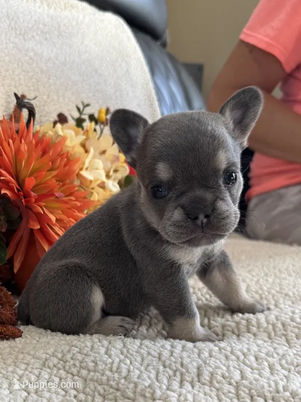 KARLEE  – French Bulldog puppy for sale in Camdenton, MO