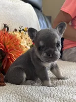 KARLEE , a female French Bulldog for sale in Camdenton, MO – 1 of 10