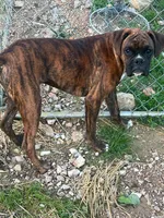 71% euro litter Bitsy x kane, a  Boxer for sale in Camdenton, MO – 2 of 3
