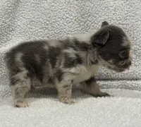 FLUFFY MAJESTY, a female French Bulldog for sale in Camdenton, MO – 10 of 10