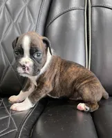 Stella, a female Boxer for sale in Camdenton, MO – 6 of 10