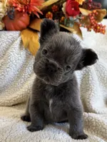 FLUFFY MOOCHY, a male French Bulldog for sale in Camdenton, MO – 7 of 8