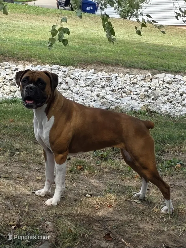 Trixy x Rex  – Boxer puppy for sale in Camdenton, MO