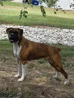 Trixy x Rex , a  Boxer for sale in Camdenton, MO – 1 of 3