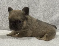 FLUFFY FLUFFY MIA, a female French Bulldog for sale in Camdenton, MO – 2 of 10