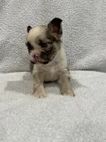 FLUFFY CASHMERE, a female French Bulldog for sale in Camdenton, MO – 10 of 10
