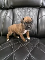 Ollie, a male Boxer for sale in Camdenton, MO – 8 of 10