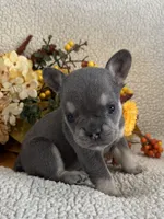KARLEE , a female French Bulldog for sale in Camdenton, MO – 6 of 10