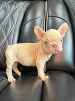 REDUCED VELVET PEACHES, a female French Bulldog for sale in Camdenton, MO – 3 of 9