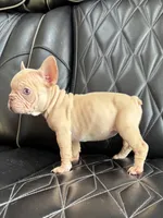 REDUCED VELVET PEACHES, a female French Bulldog for sale in Camdenton, MO – 5 of 9