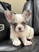 REDUCED PRICE FLUFFY KOI RENO, a male French Bulldog for sale in Camdenton, MO – 1 of 10