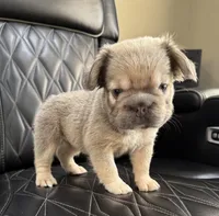 REDUCED PRICE FLUFFY BIG ROPE MAUI , a female French Bulldog for sale in Camdenton, MO – 5 of 10