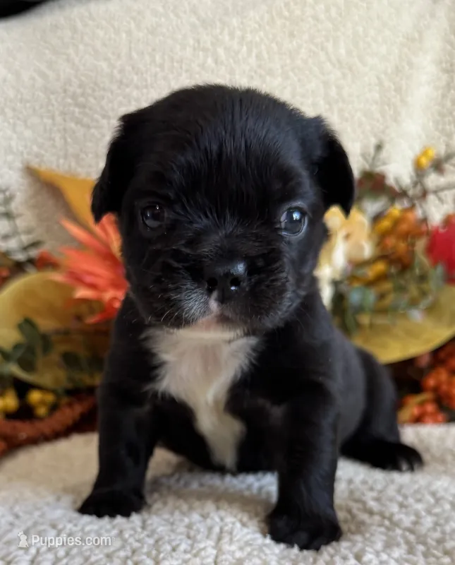 FLUFFY MIDNIGHT – French Bulldog puppy for sale in Camdenton, MO