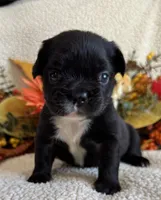 FLUFFY MIDNIGHT, a female French Bulldog for sale in Camdenton, MO – 1 of 7