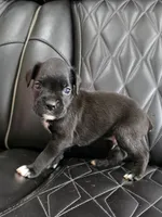 Duke, a male Boxer for sale in Camdenton, MO – 6 of 10