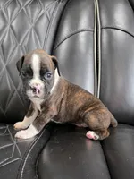 Stella, a female Boxer for sale in Camdenton, MO – 8 of 10