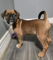 Maverick , a male French Bulldog and Boxer for sale in Camdenton, MO – 7 of 10