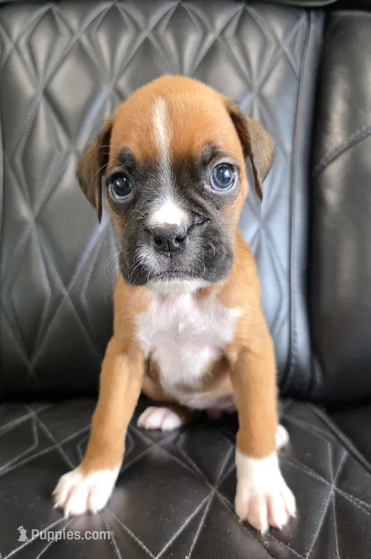 Daisy- full akc  – Boxer puppy for sale in Camdenton, MO