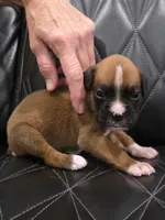Roxy, a female Boxer for sale in Camdenton, MO – 2 of 8