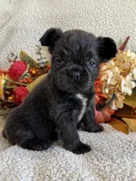 FLUFFY ROCKY, a male French Bulldog for sale in Camdenton, MO – 7 of 7