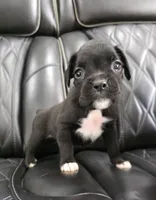Duke, a male Boxer for sale in Camdenton, MO – 10 of 10