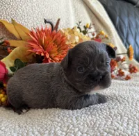 FLUFFY DOLLY, a female French Bulldog for sale in Camdenton, MO – 4 of 7