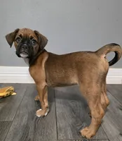 Maverick , a male French Bulldog and Boxer for sale in Camdenton, MO – 2 of 10