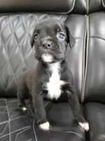 Duke, a male Boxer for sale in Camdenton, MO – 8 of 10