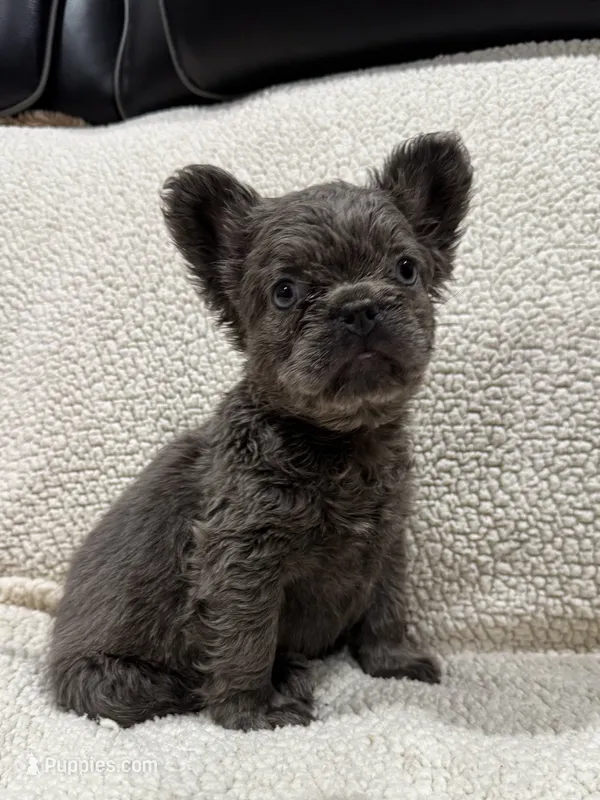 REDUCED💲FLUFFY RENO – French Bulldog puppy for sale in Osage Beach, MO