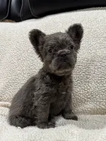 REDUCED💲FLUFFY RENO, a male French Bulldog for sale in Osage Beach, MO – 1 of 10