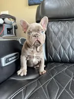 Dozer , a male French Bulldog for sale in Camdenton, MO – 10 of 10
