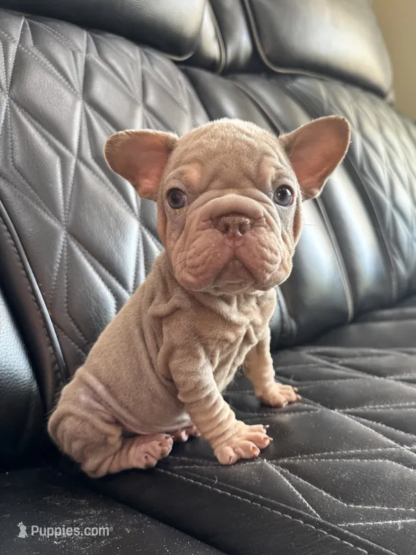 REDUCED VELVET BIG ROPE WRINKLES – French Bulldog puppy for sale in Camdenton, MO