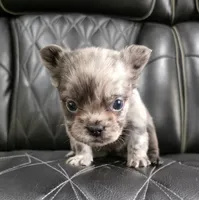 Fluffy Emma, a female French Bulldog for sale in Camdenton, MO – 6 of 9
