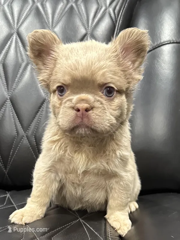 🌸REDUCED💲NEW SHADE FLUFFY CASHMERE🌸 – French Bulldog puppy for sale in Camdenton, MO