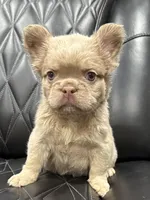 🌸REDUCED💲NEW SHADE FLUFFY CASHMERE🌸, a female French Bulldog for sale in Camdenton, MO – 1 of 10