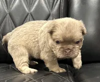 🌸 NEW SHADE FLUFFY CASHMERE🌸, a female French Bulldog for sale in Camdenton, MO – Photo 1 of 9