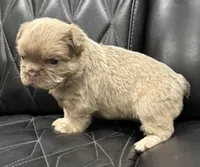 🌸 NEW SHADE FLUFFY CASHMERE🌸, a female French Bulldog for sale in Camdenton, MO – Photo 5 of 9