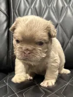 🌸 NEW SHADE FLUFFY CASHMERE🌸, a female French Bulldog for sale in Camdenton, MO – Photo 3 of 9