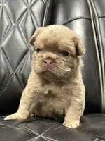 🌸 NEW SHADE FLUFFY CASHMERE🌸, a female French Bulldog for sale in Camdenton, MO – Photo 7 of 9