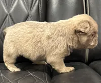 🌸 NEW SHADE FLUFFY CASHMERE🌸, a female French Bulldog for sale in Camdenton, MO – Photo 2 of 9