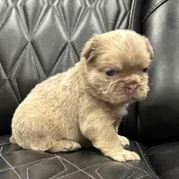 🌸 NEW SHADE FLUFFY CASHMERE🌸, a female French Bulldog for sale in Camdenton, MO – Photo 6 of 9