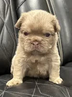 🌸 NEW SHADE FLUFFY CASHMERE🌸, a female French Bulldog for sale in Camdenton, MO – Photo 4 of 9