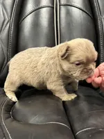 🌸 NEW SHADE FLUFFY CASHMERE🌸, a female French Bulldog for sale in Camdenton, MO – Photo 8 of 9