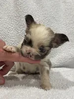 FLUFFY CASHMERE, a female French Bulldog for sale in Camdenton, MO – 7 of 10