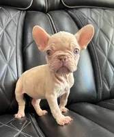 REDUCED VELVET PEACHES, a female French Bulldog for sale in Camdenton, MO – 4 of 9
