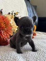 BRYNLEE, a female French Bulldog for sale in Camdenton, MO – 2 of 8