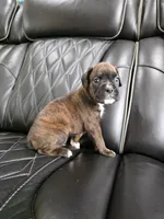 Bruno, a male Boxer for sale in Camdenton, MO – 9 of 10